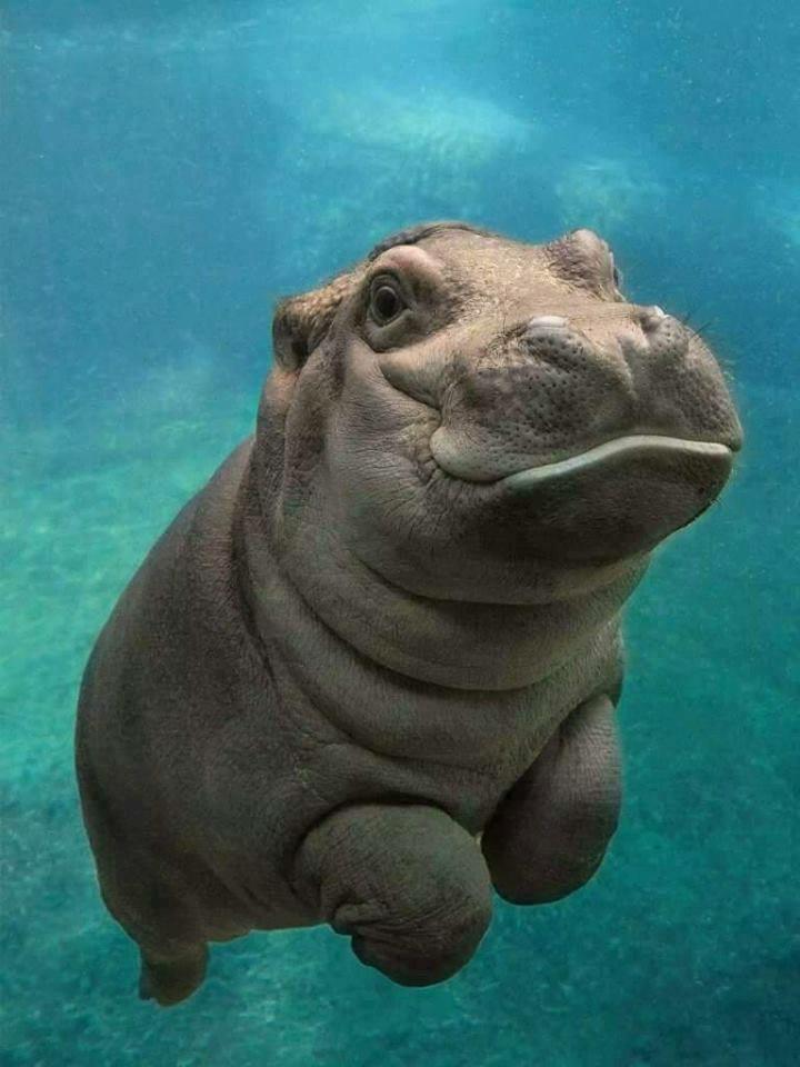 Hippo1