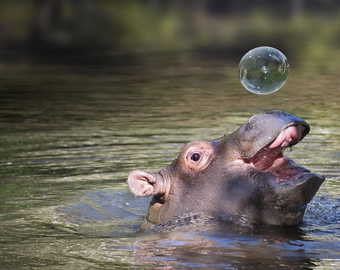 Hippo2